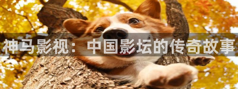 保利电影院线：神马影视：中国影坛的传奇故事